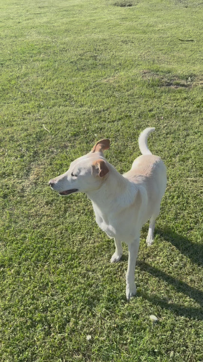 Collar Inteligente para Mascotas