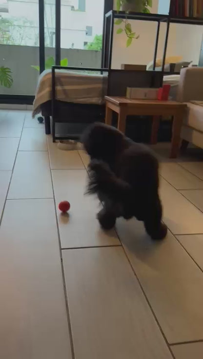 Pelota Interactiva para Perros y Gatos